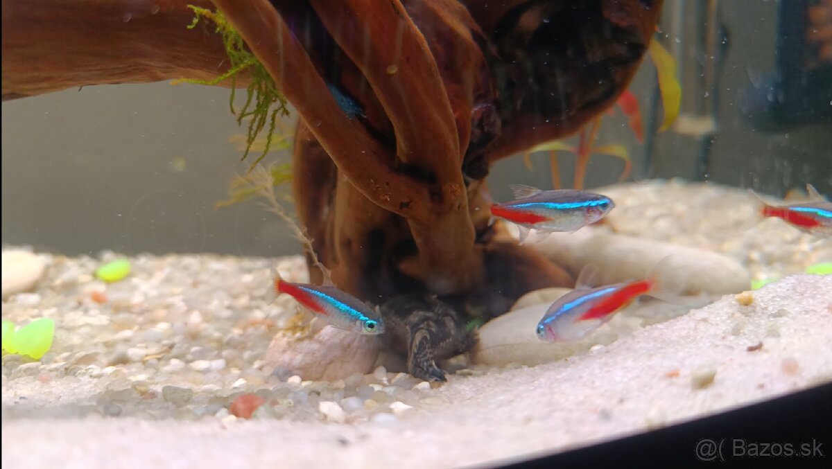 Diversa 112l vypuklé akvárium, Diversa budget stolík - 6