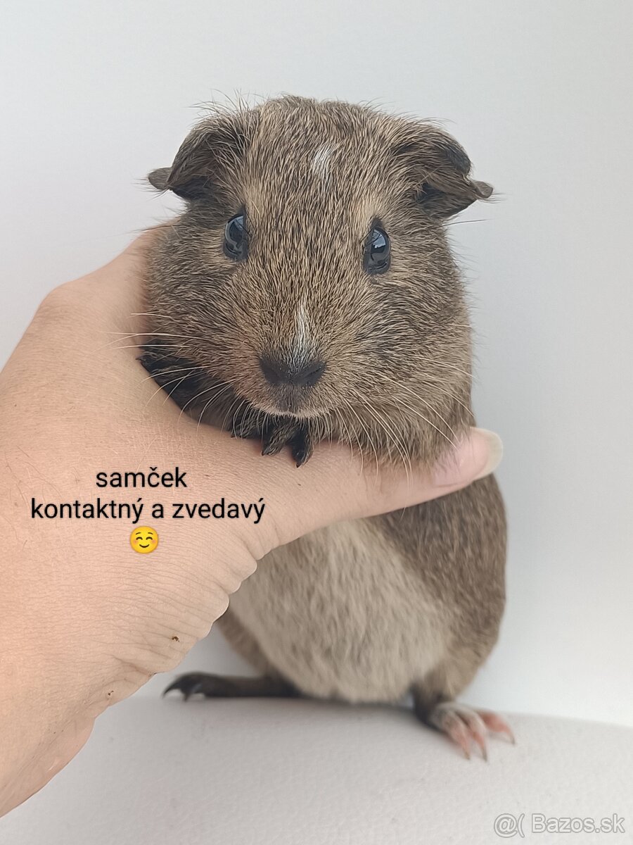 Morské prasiatka - 6