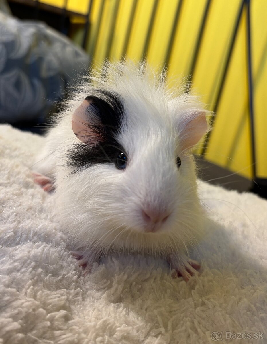 Predám morčatá - 6