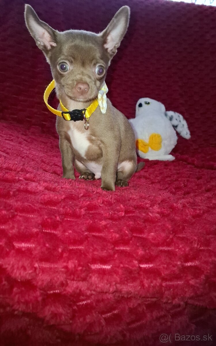 čivava- čokoládové šteniatka - 6