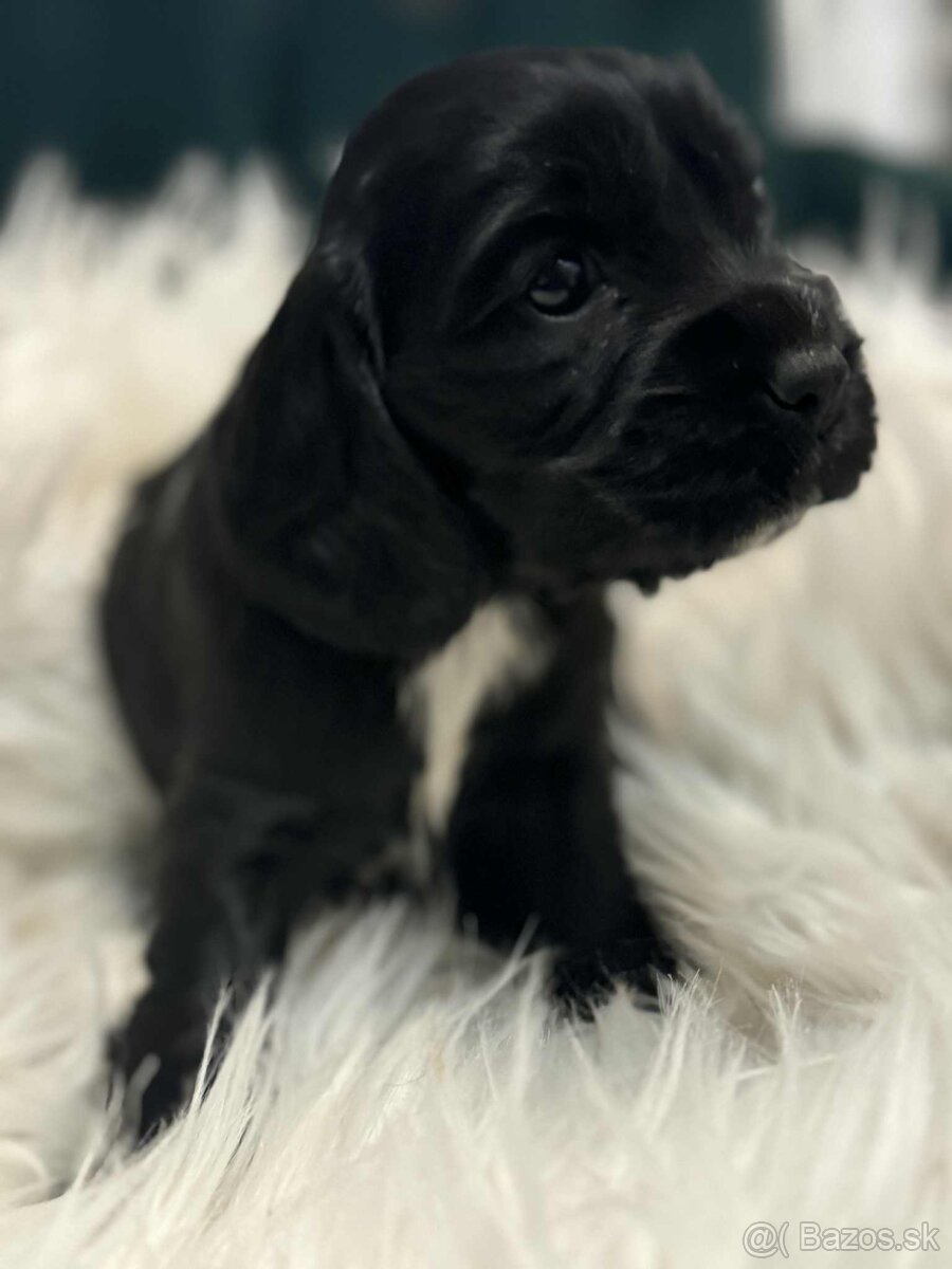 Anglický kokeršpaniel - 6