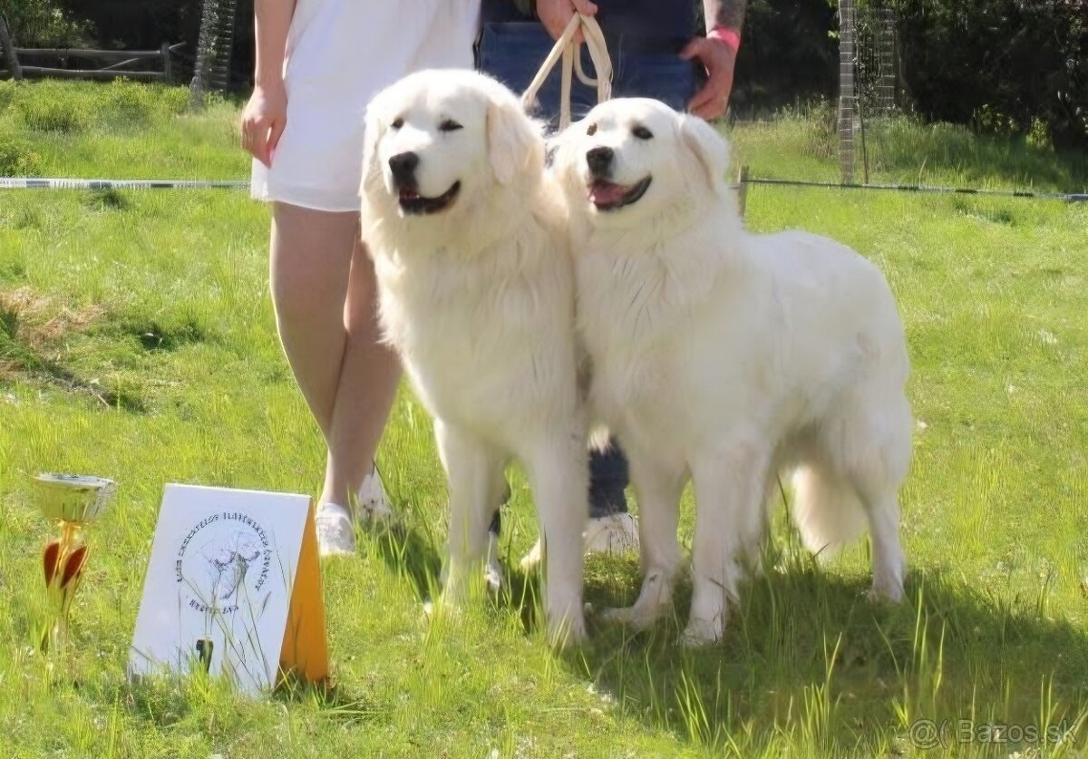 Slovenský čuvač s PP - 6