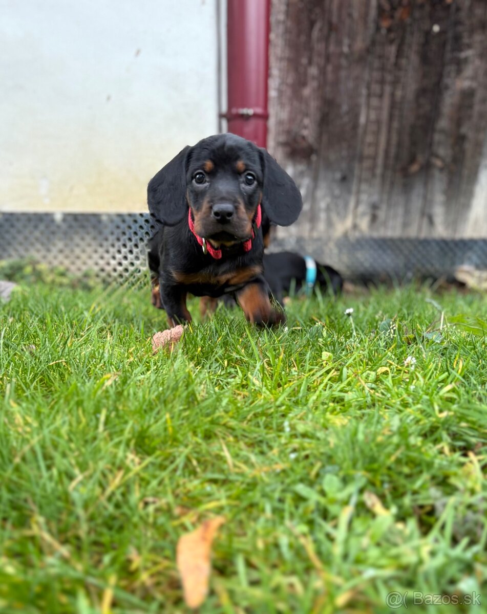 Slovenský kopov s PP - 6