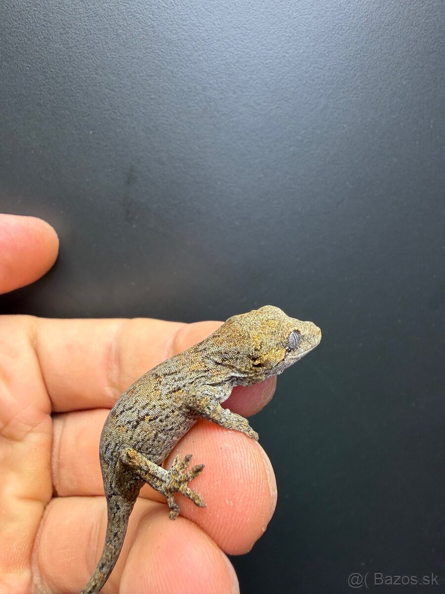 Gargoyle gecko , Pagekon hrbolkohlavý Blotched - 6
