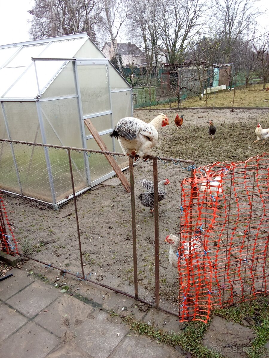 Predám kohútov - 6