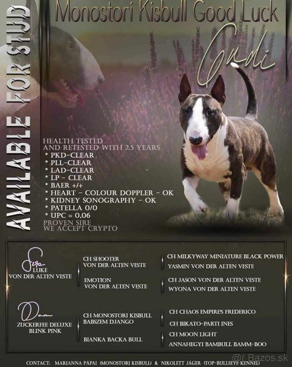 Mini bullterrier - 6