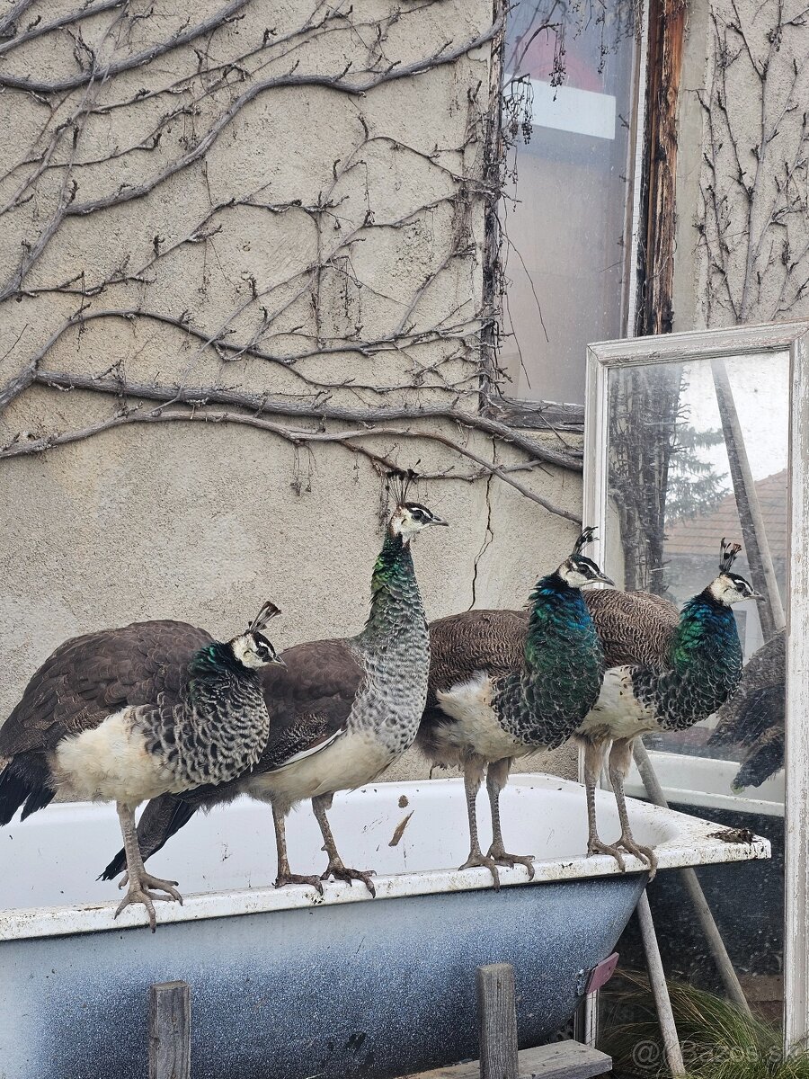 Pávy -9mesačné - 6