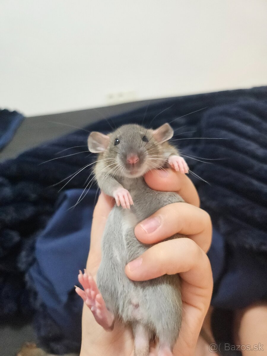 Darujem potkaníky - 6
