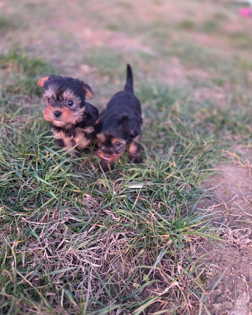 Yorkshirsky terier - 6