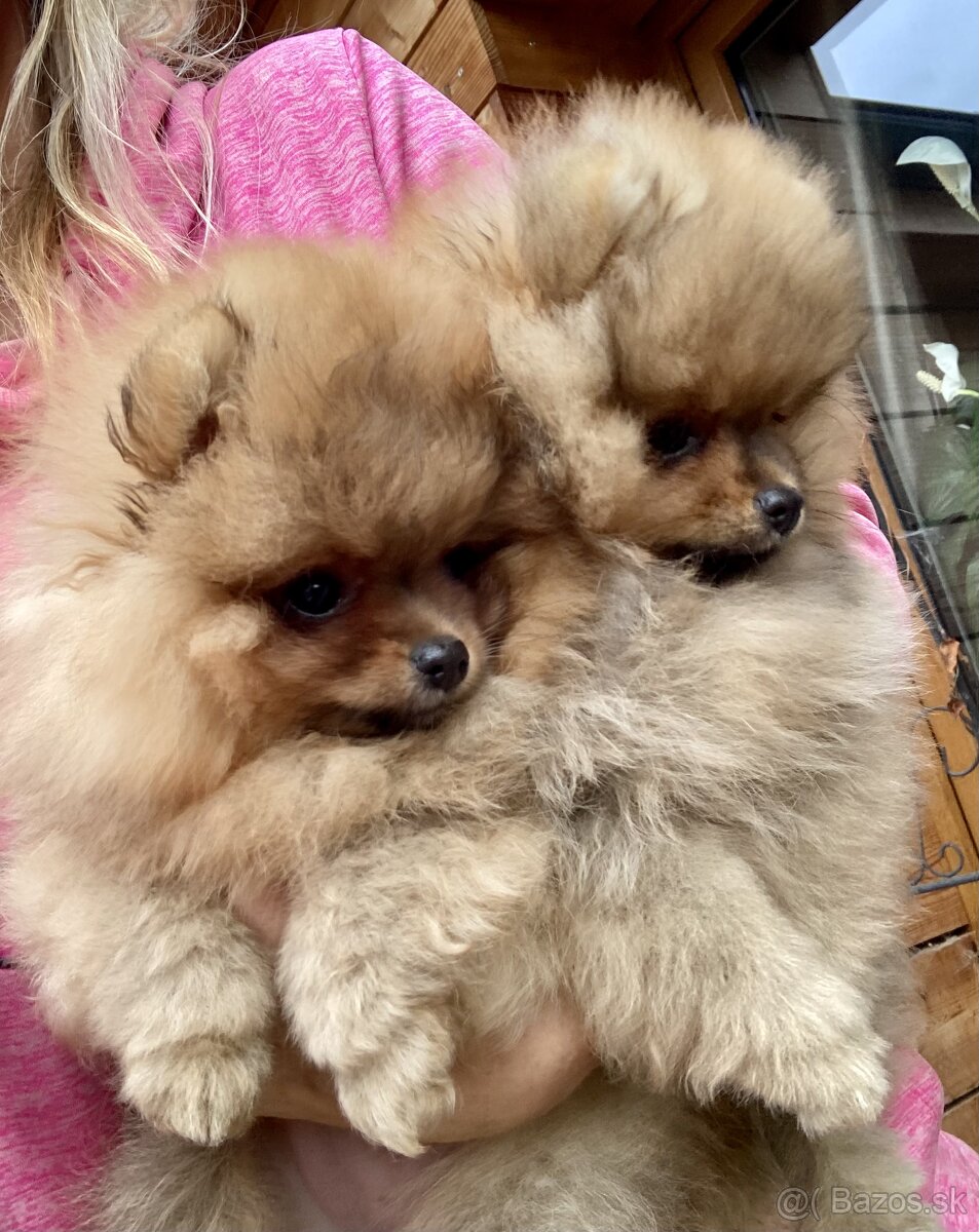 Pomeranian s PP FCI - 6