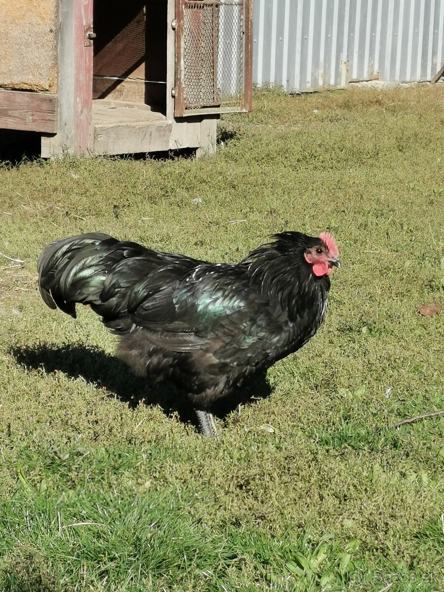 Kohút na predaj - 6