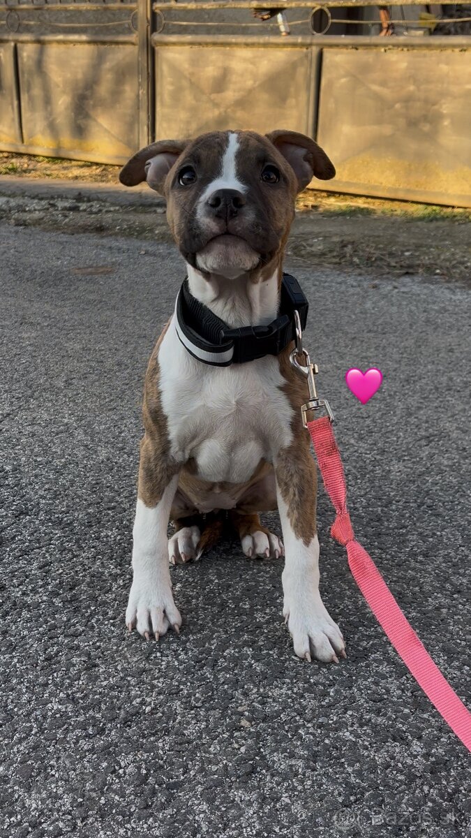 Americký Stafordšírsky Terier s PP - 6