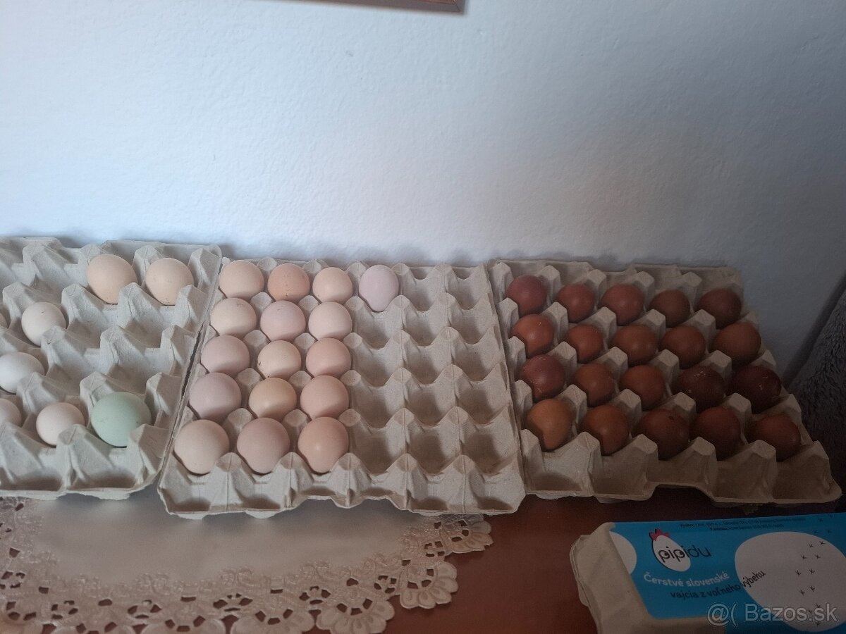 Australorpka ciernaNV - 6