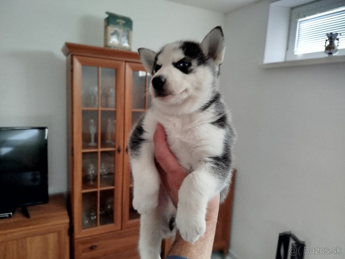 SIBÍRSKY HUSKY - 6