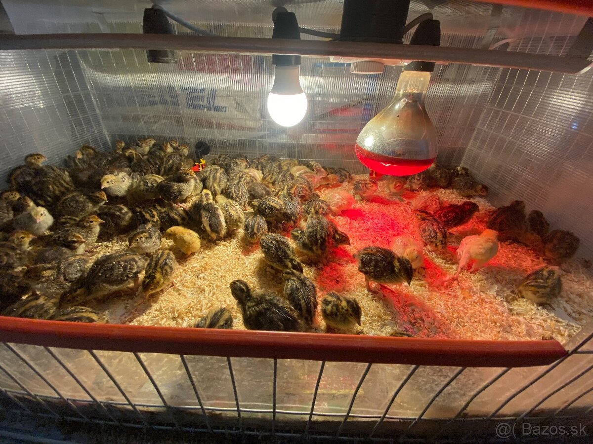 Prepelice japonské,prepeličie vajíčka,vajcia,trus,hnojivo - 6