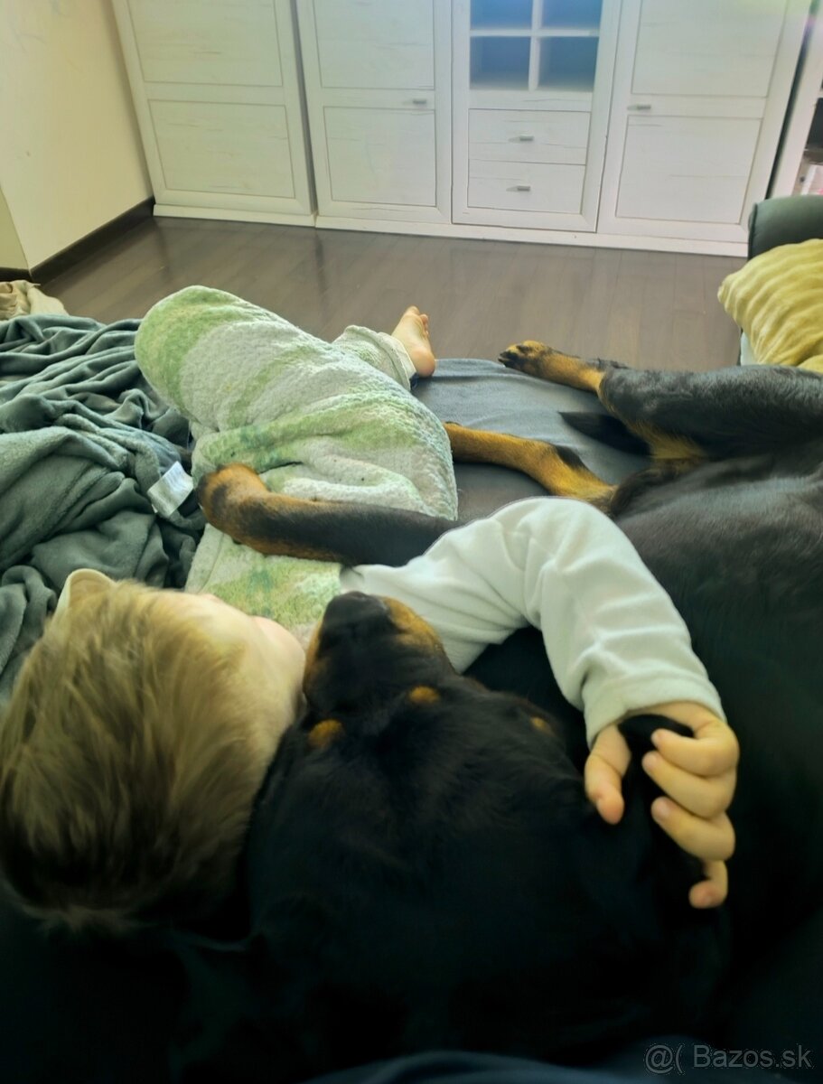 Rotvajler s PP na krytie - 6