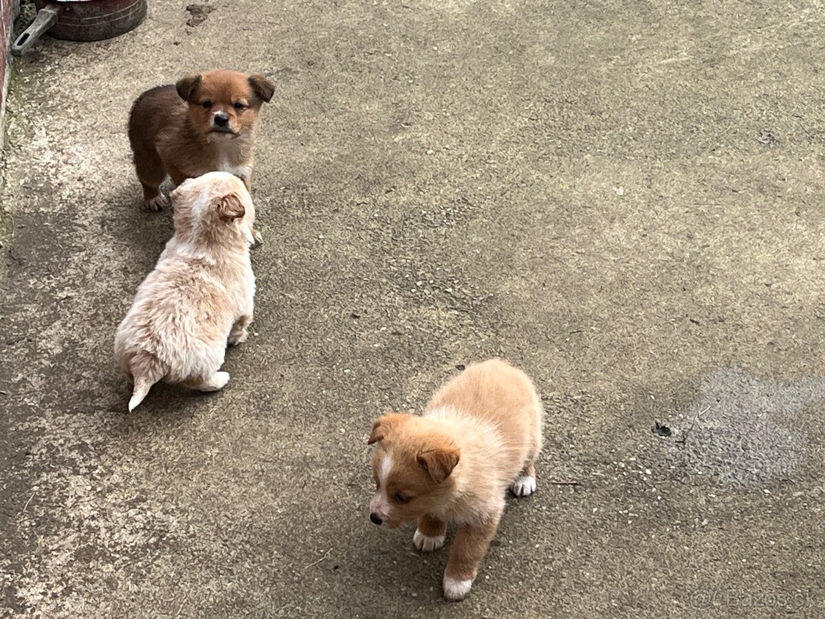 Darujem šteňatá - 6