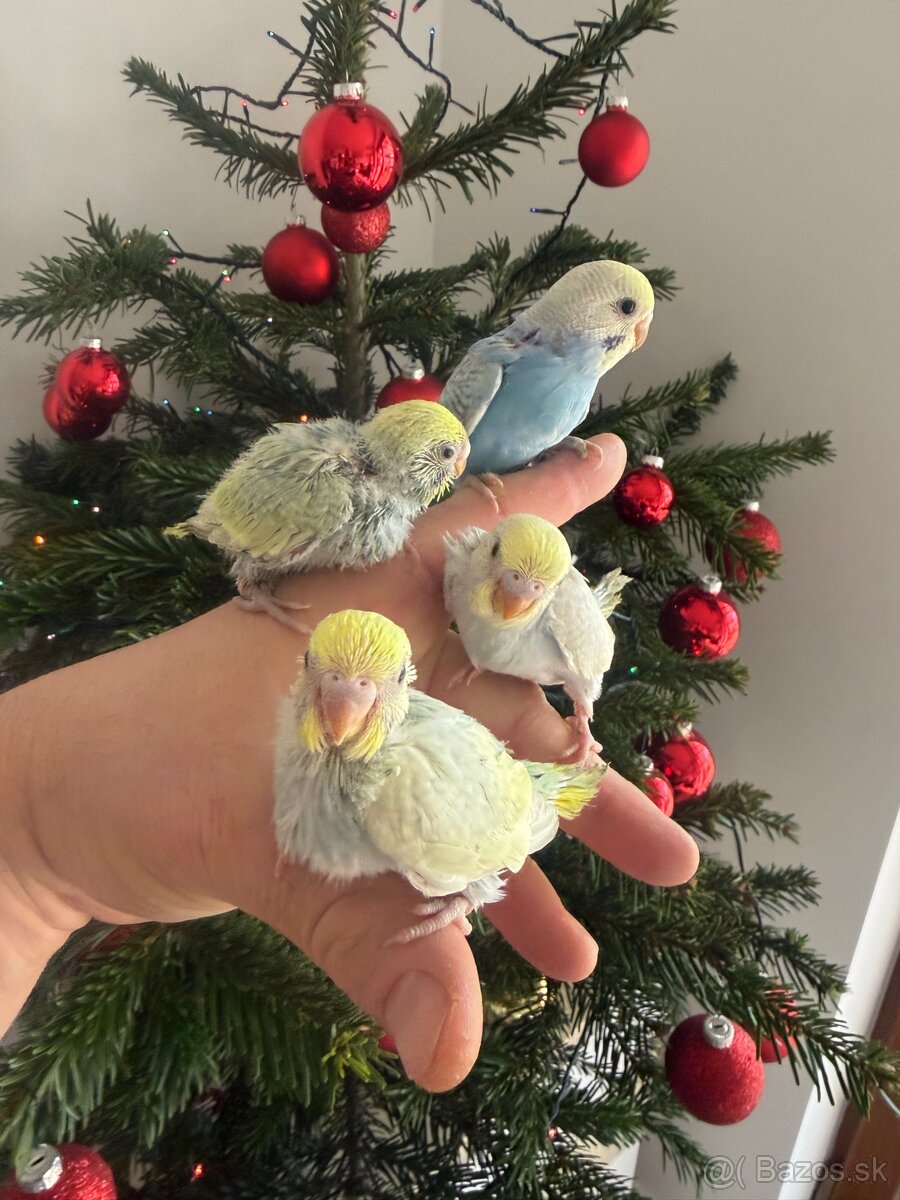 Andulky Dúhové Maznačikovia - 6