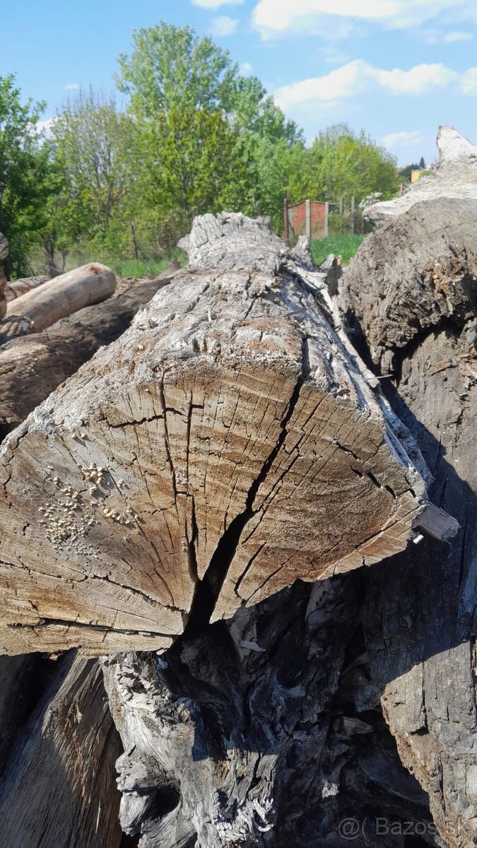 Subfosílny dub - cca 3000 rokov starý - 6