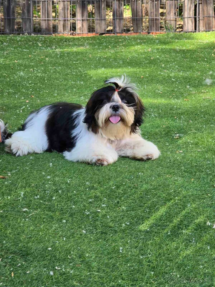 Predám šteniatka Shi tzu - 6