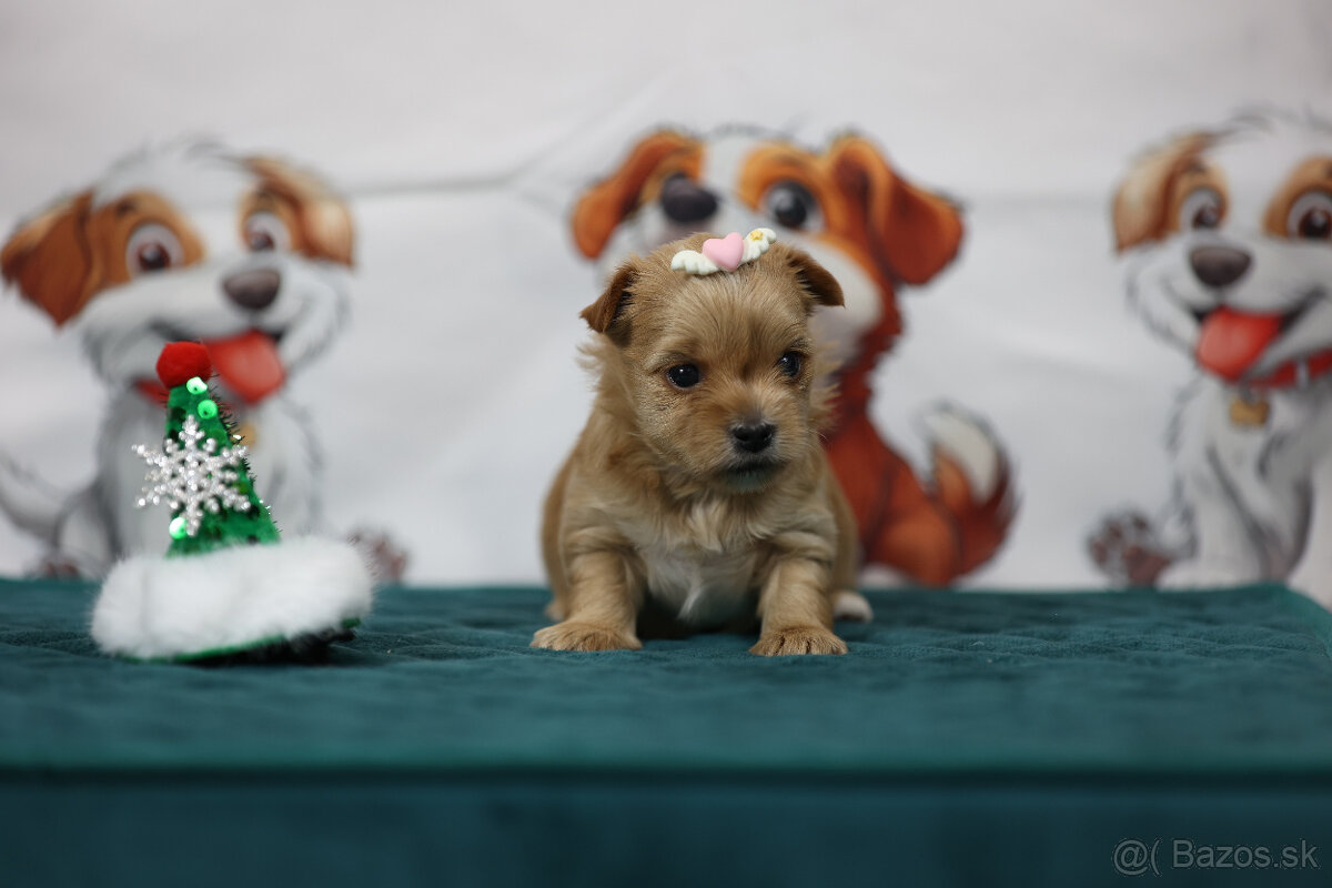 Golddust yorkshire terrier - luxusní fenečka s PP - 6