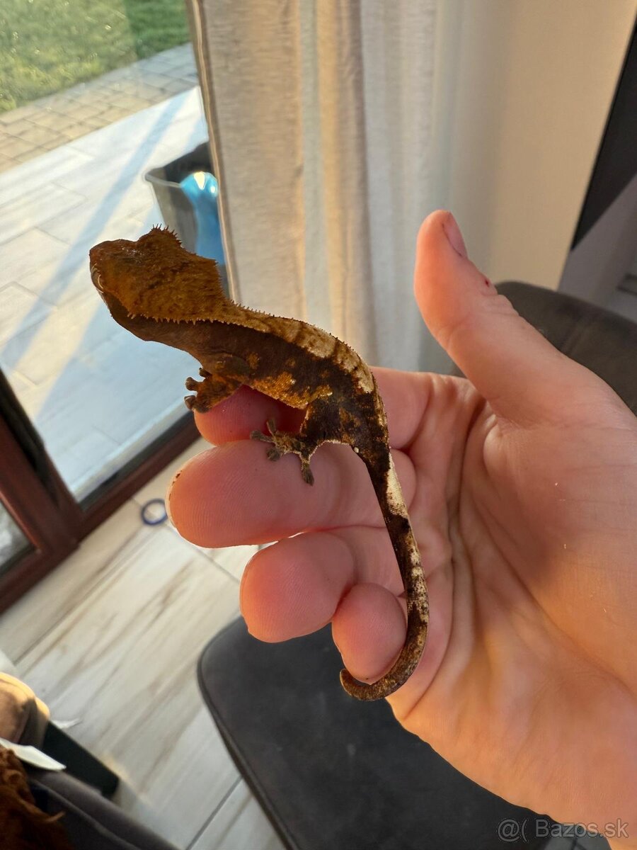 Pagekon riasnaty - 6