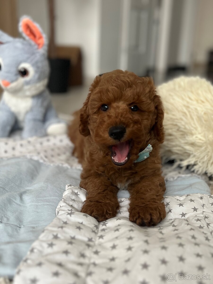 Trpasličí pudel šteniatka - 6