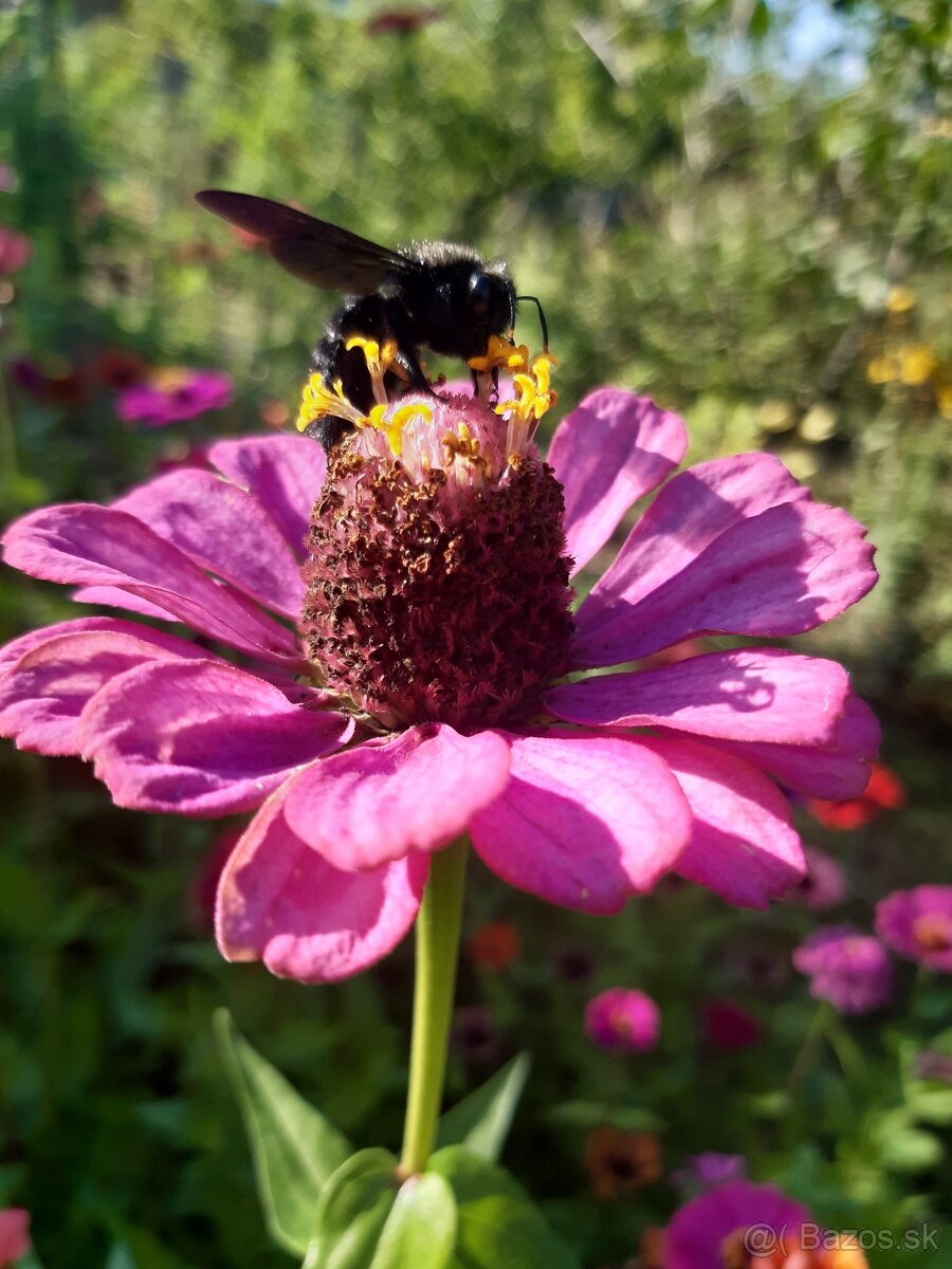 Cínia pôvabná - 6