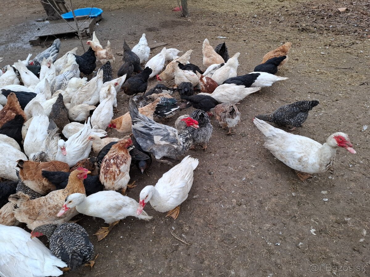 Kačice čínske-pižmové - 6