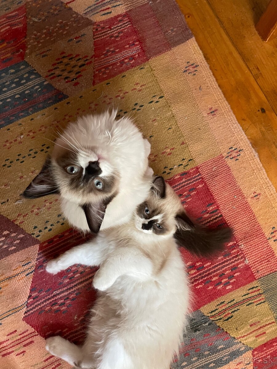 Ragdoll “priadky” macicky - 6