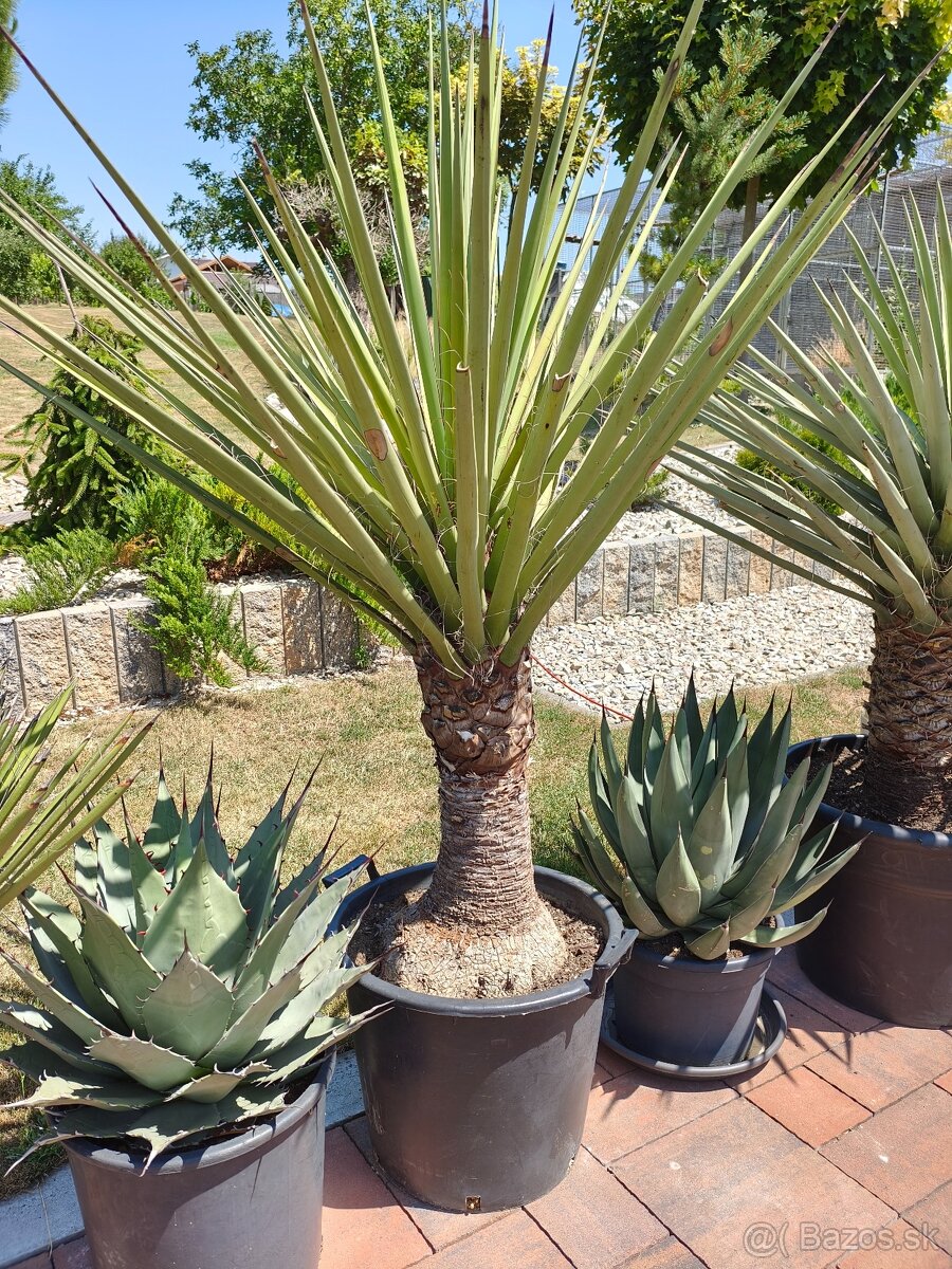 Juka yucca - 6