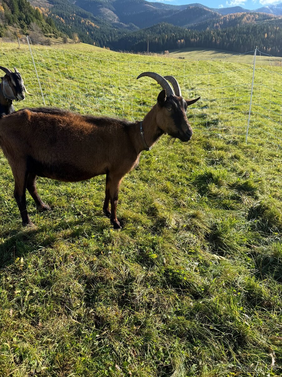 Predám 100% Alpínsku kozu - 6