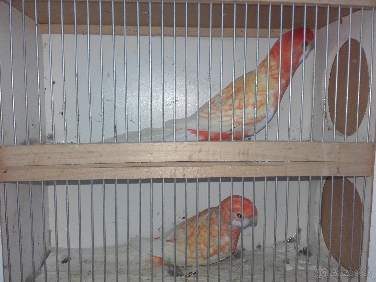 Penant zlaty pastel - 6