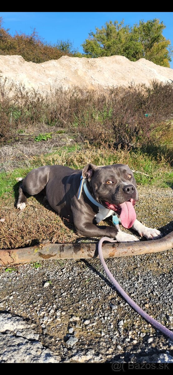 Americký stafordširsky terier - 6