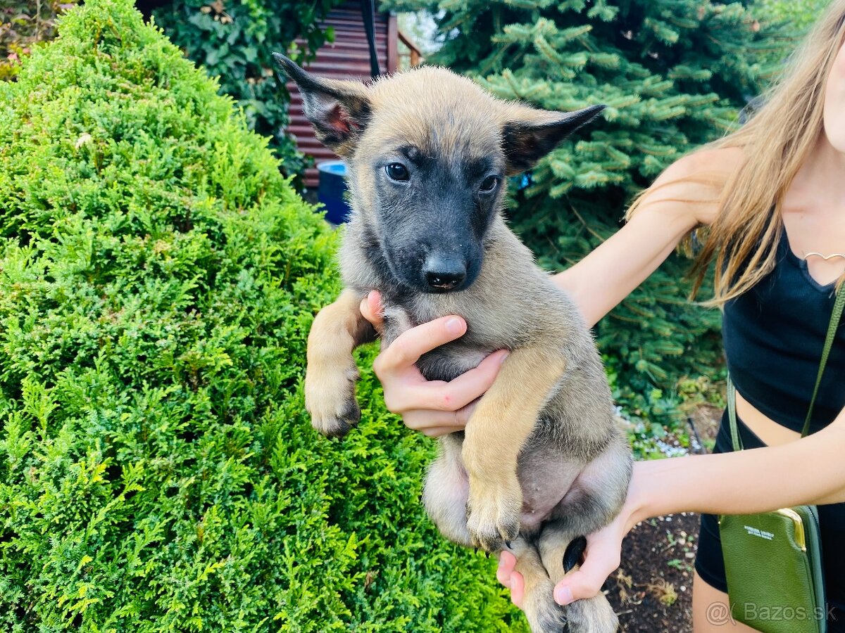 Šteniatka belgický ovčiak malinois - 6