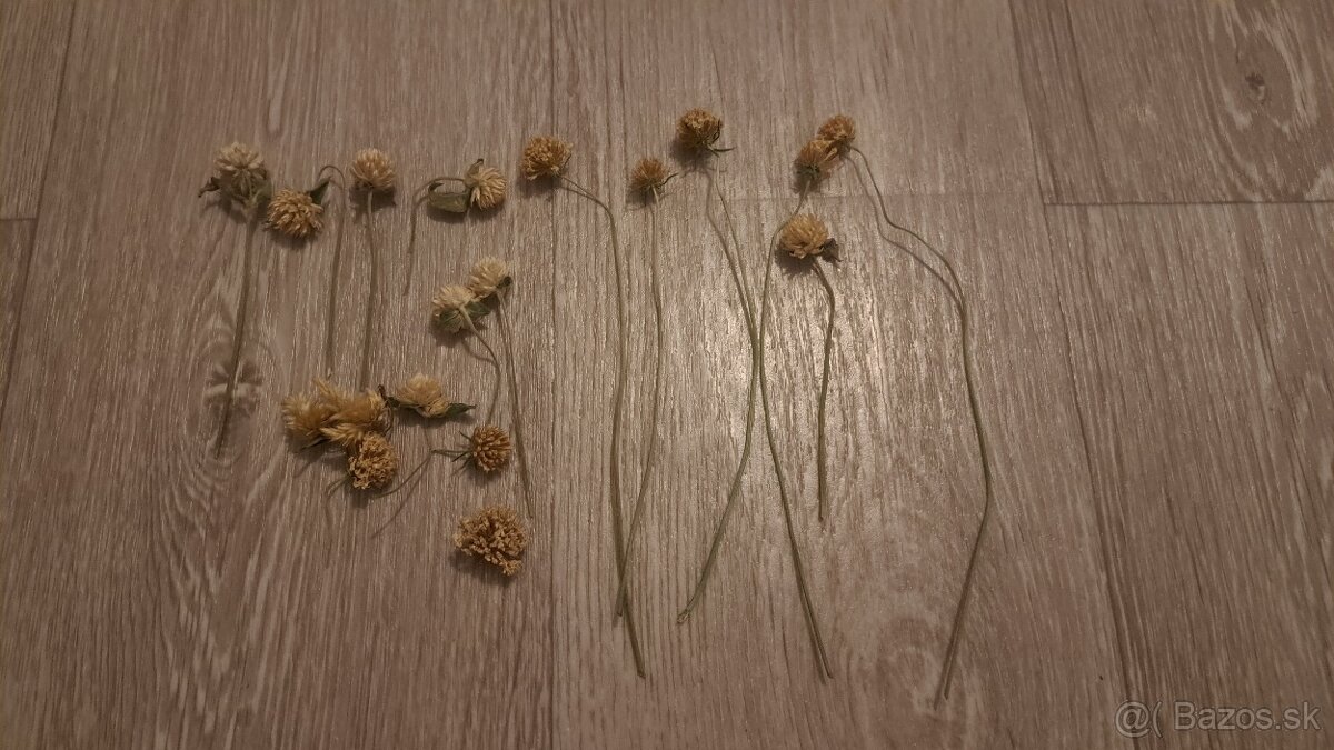 Sušené kvety - 6