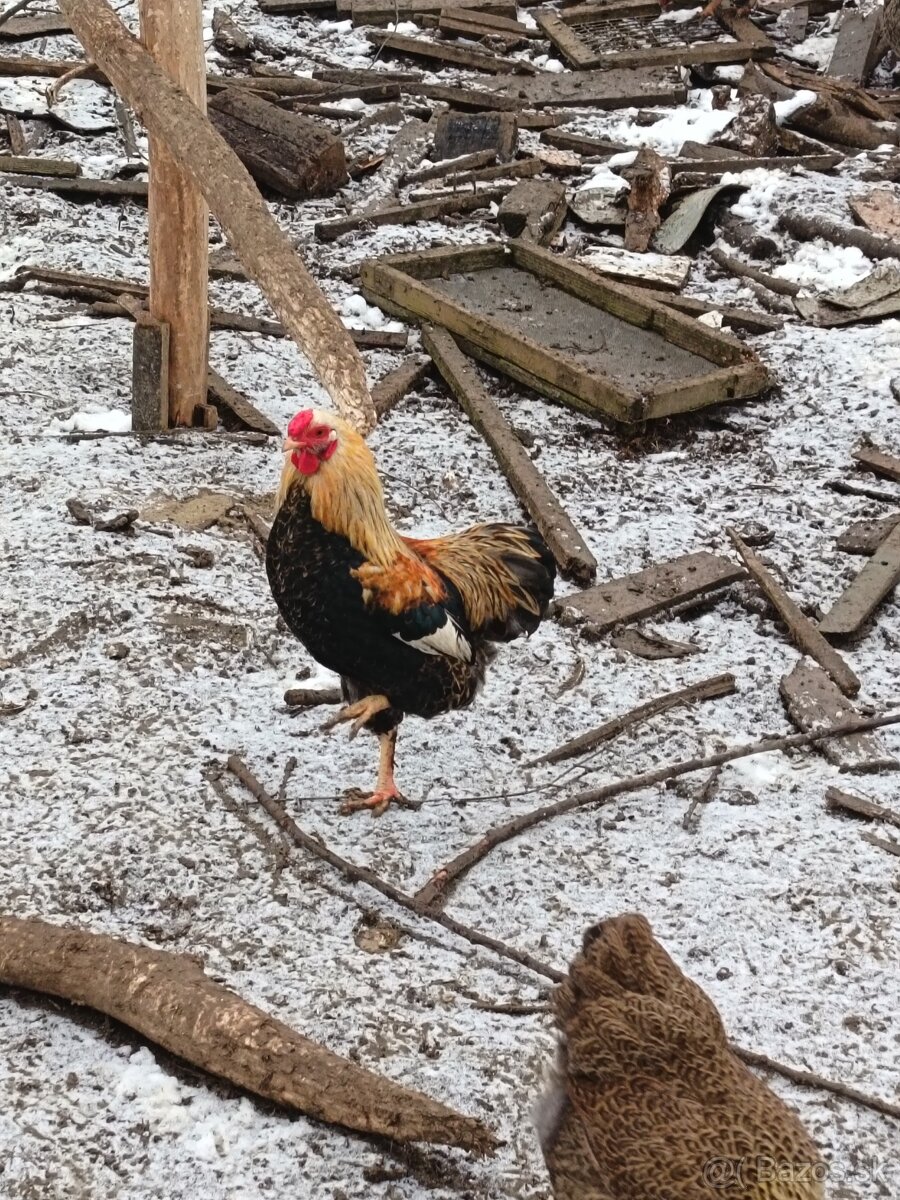 wyandotka zdrobnelá - 6