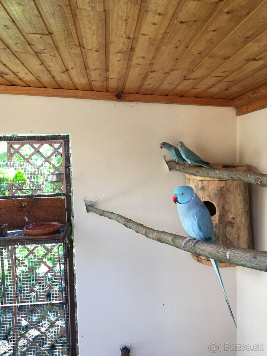 ALEXANDER MALÝ MODRÝ - 6