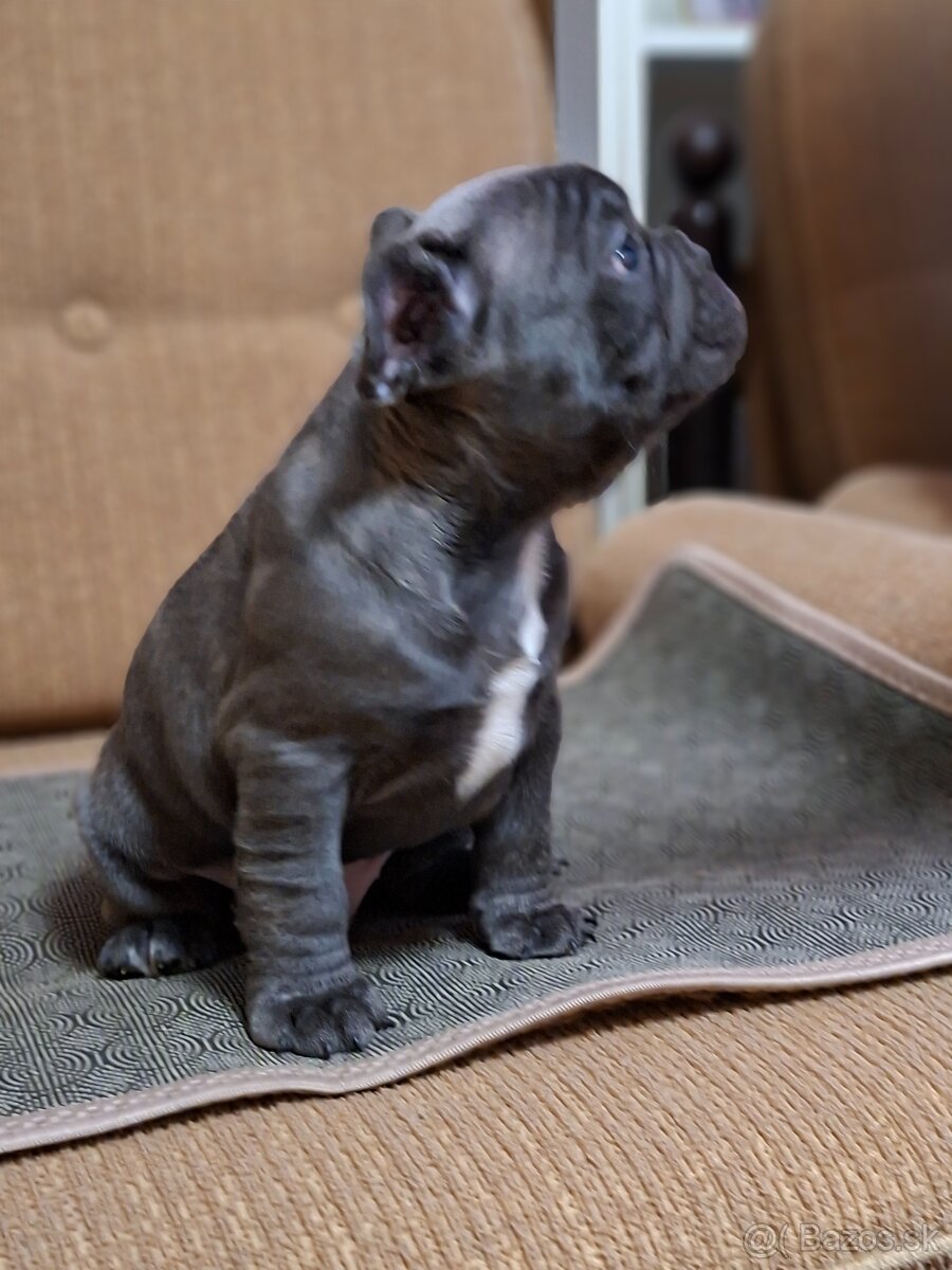 Francúzsky buldoček modry fawn, modrý - 6