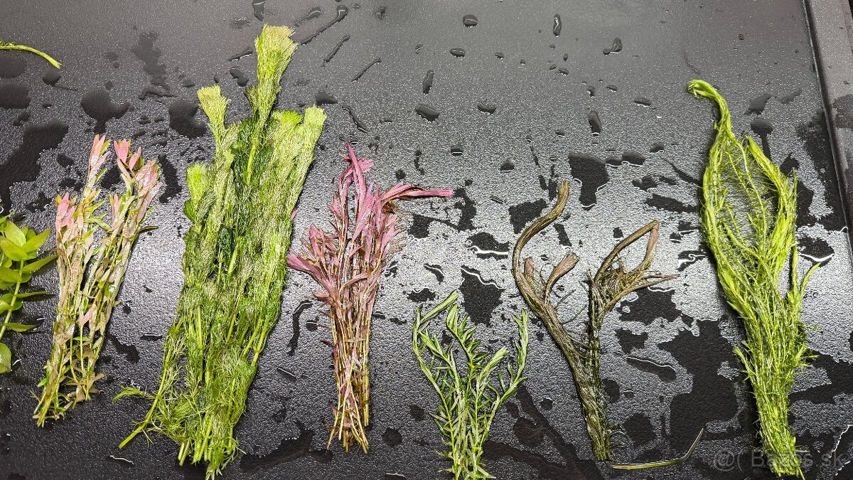 Rastlinky z prestrihu - 6