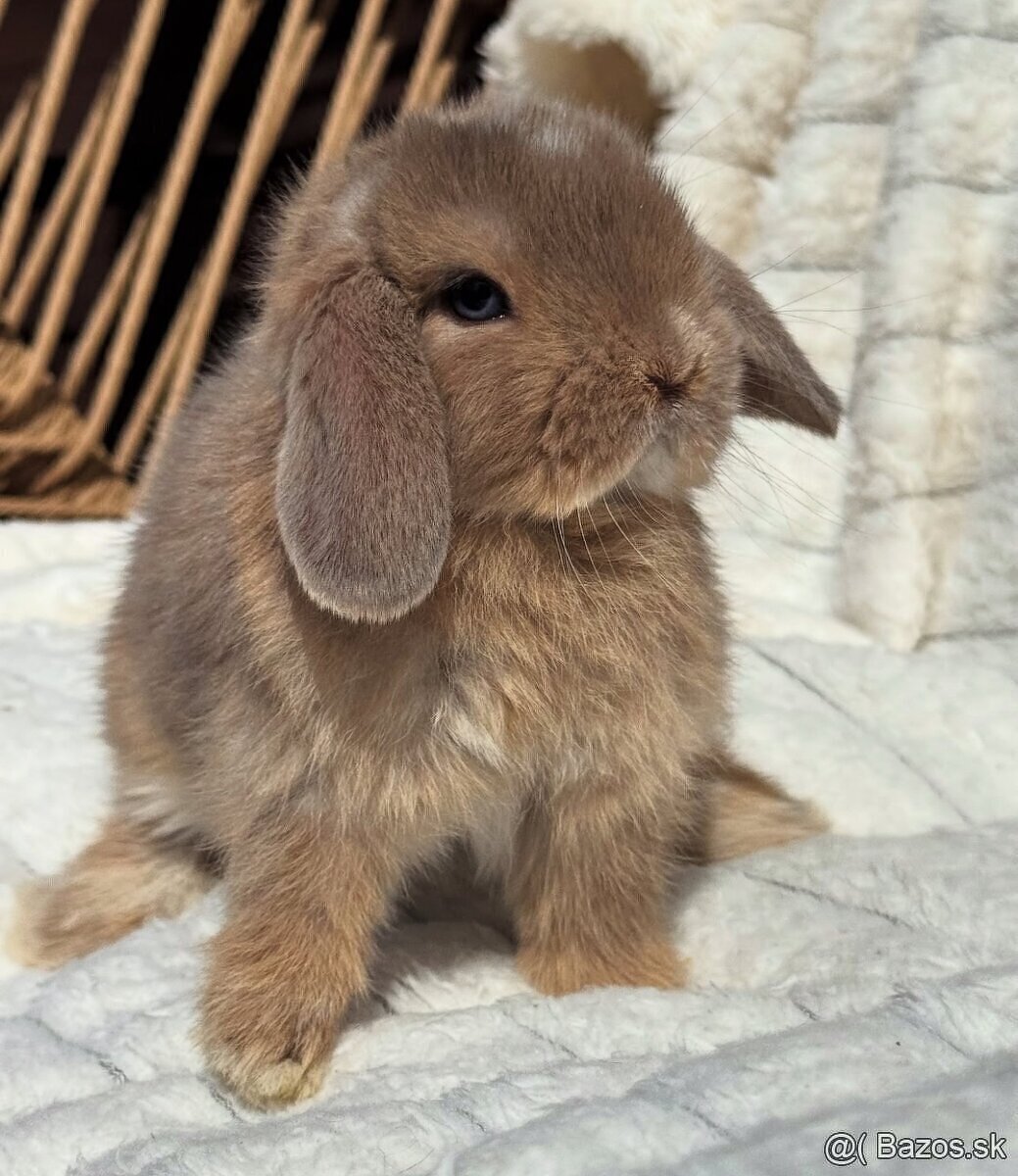 🐰 Minilop králiky 🐰 - 6