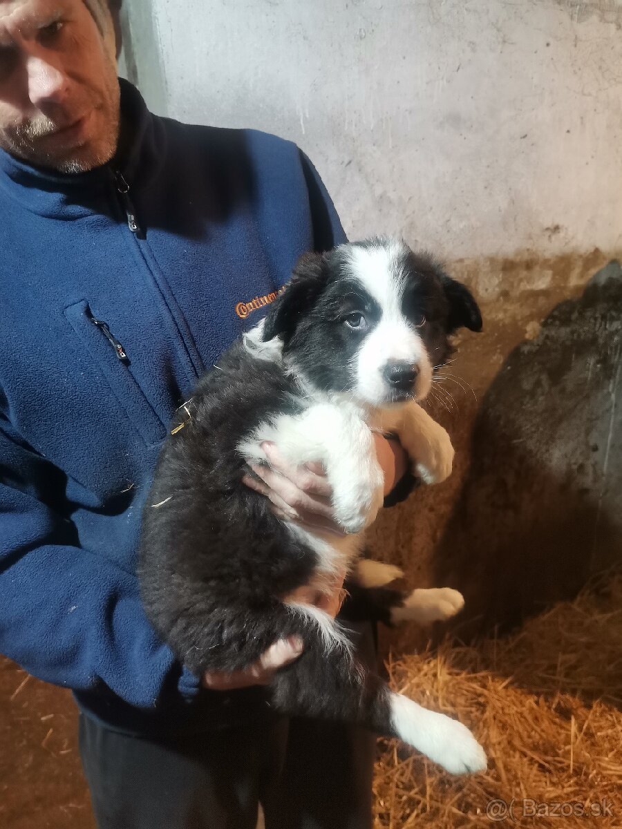 Border kólia šteniatka - 6