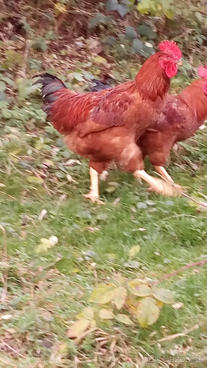 Kalimero red násadové v. - 6