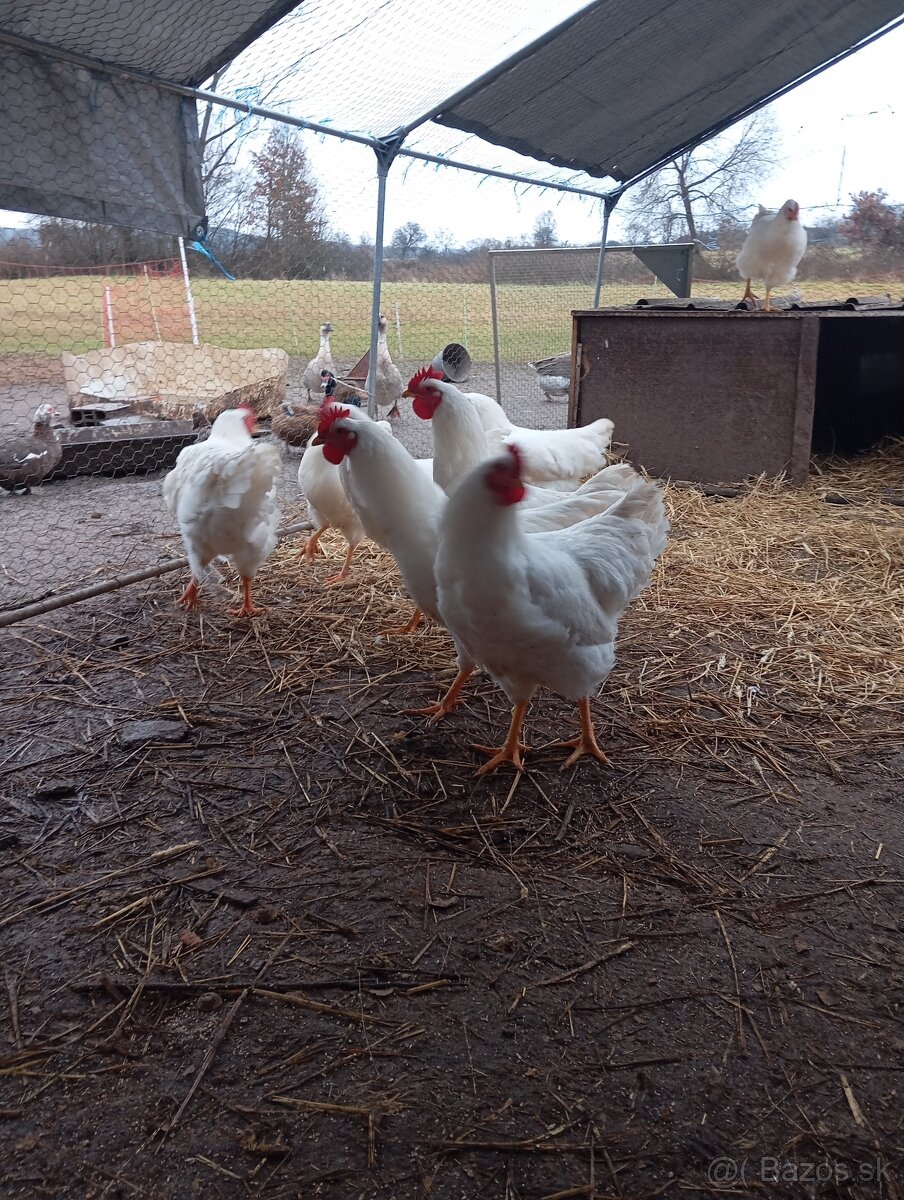 Kohúty plymutka biela , amrox - 6