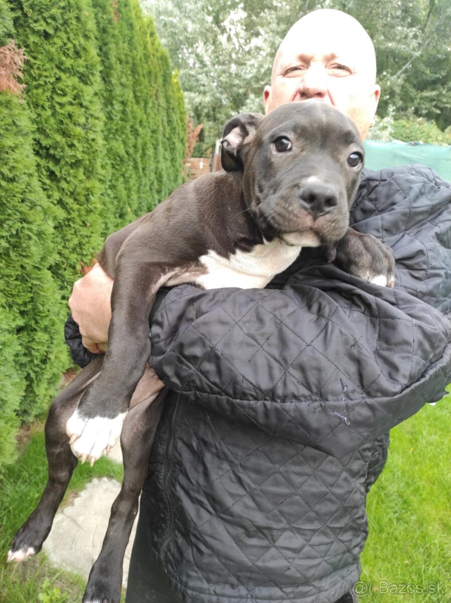 J&K bullys "ponúkame na predaj American bully XL - 6