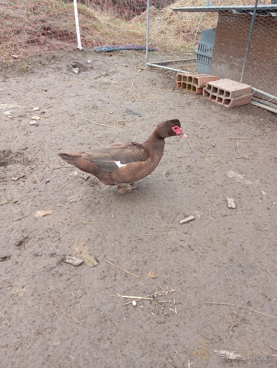 Pižmové kačky ( čínske kačky) 8 ks - 6