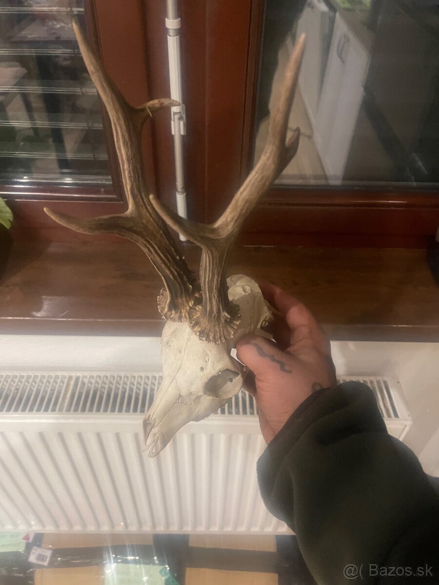 Trofej ,srnec ,parohy ,parozie ,zhody - 6