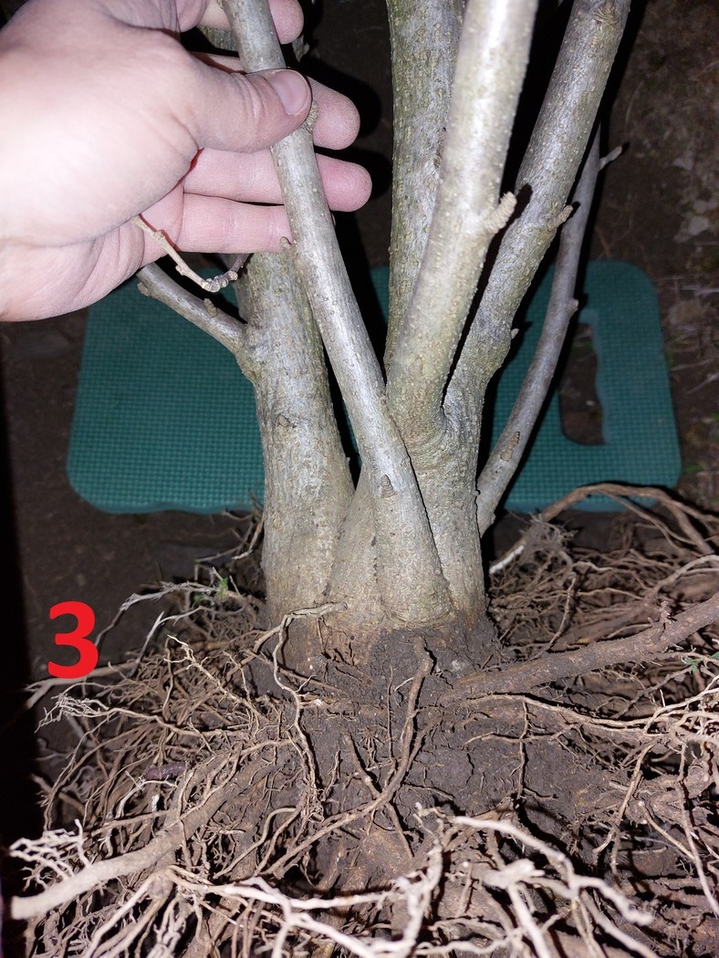 Rastliny na bonsaj, bonsai - IBIŠTEK SÝRSKY_2 - 6