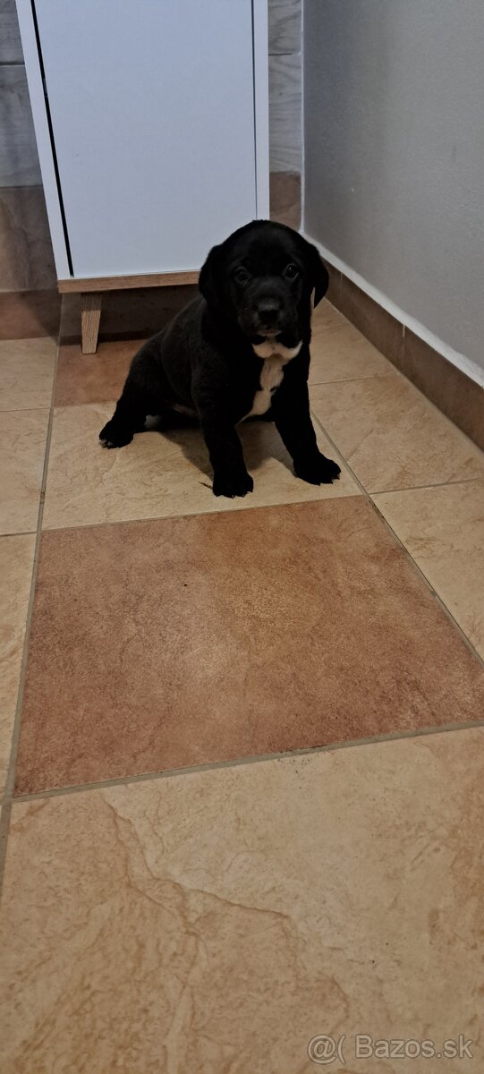 Weimar, weimarsky stavač... - 6