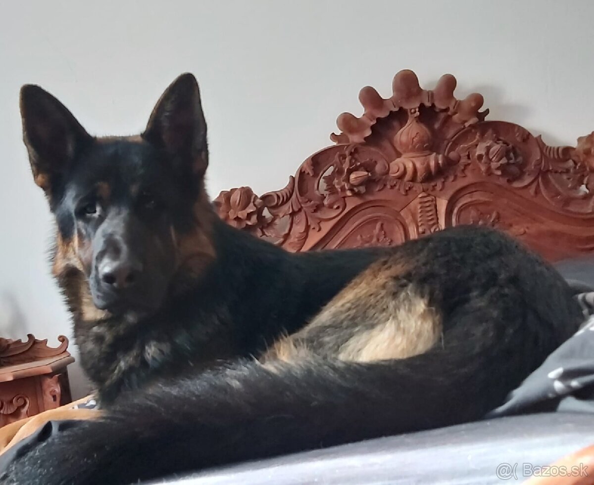 Nemecký ovčiak na krytie - 6